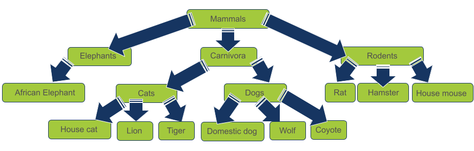 phylogenetic tree as a concrete example to a tree data structure