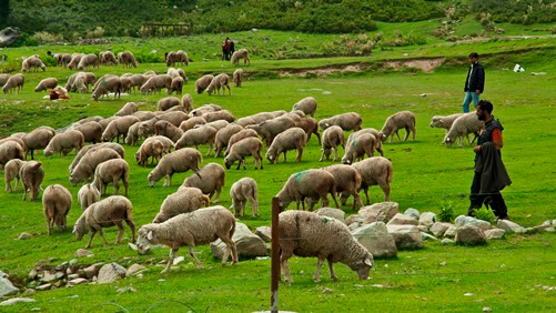 עדר כבשים