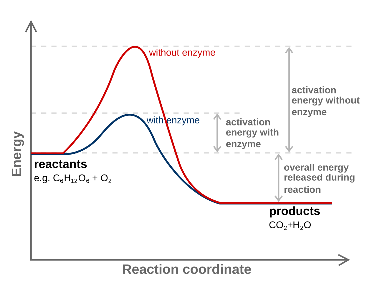 Enzyme activation energy from Wikipedia